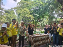 Antusiasme Pengunjung Saat KBS Launching Anara, Harimau Benggala Putih