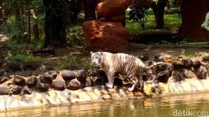 Kenalkan Anara, Harimau Benggala Putih Koleksi Baru KBS