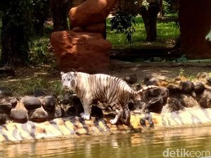Kenalkan Anara, Harimau Benggala Putih Koleksi Baru KBS Kenalkan Anara, Harimau Benggala Putih Koleksi Baru KBS