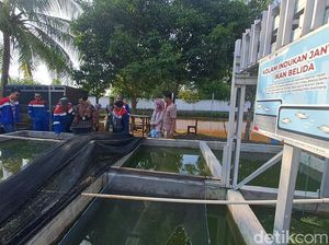 Kolaborasi Apik Mencegah Kepunahan Ikan Belida di Sungai Musi Kolaborasi Apik Mencegah Kepunahan Ikan Belida di Sungai Musi