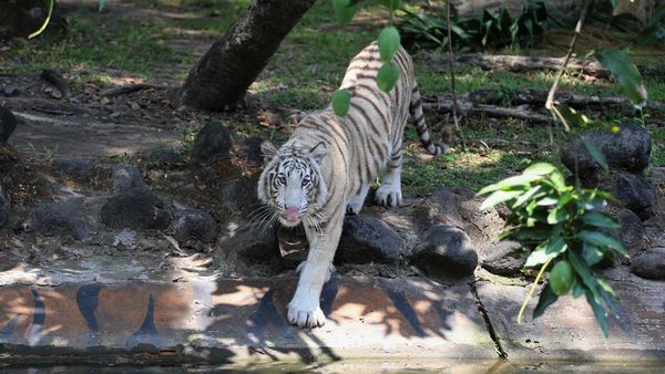 KBS Punya Koleksi Satwa Baru Harimau Benggala Putih