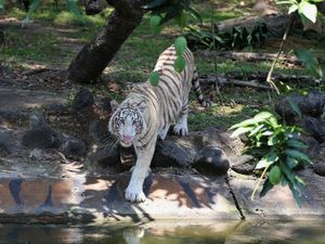 KBS Punya Koleksi Satwa Baru Harimau Benggala Putih KBS Punya Koleksi Satwa Baru Harimau Benggala Putih