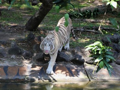 KBS Punya Koleksi Satwa Baru Harimau Benggala Putih