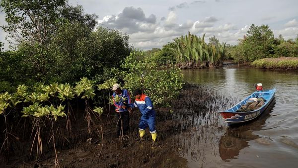 Begini Proses Konservasi Mangrove Segara Anakan di Cilacap