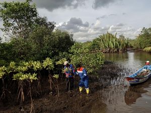 Begini Proses Konservasi Mangrove Segara Anakan di Cilacap Begini Proses Konservasi Mangrove Segara Anakan di Cilacap