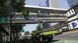 Mengintip Perawatan Pohon Tabebuya di Sudirman