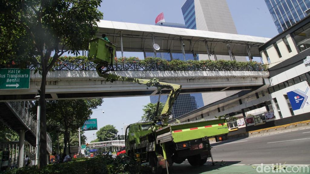Mengintip Perawatan Pohon Tabebuya di Sudirman Mengintip Perawatan Pohon Tabebuya di Sudirman