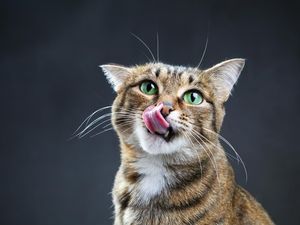 8 Penyebab Mulut Kucing Berbusa serta Cara Mengatasi dan Mencegahnya 8 Penyebab Mulut Kucing Berbusa serta Cara Mengatasi dan Mencegahnya