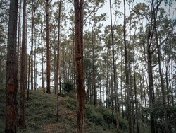Pesona Pohon-pohon Ampupu Menjulang Tinggi di Hutan Kebesani Ende