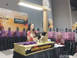 Lucunya Kucing Ras Premium Harga Ratusan Juta di Cat Show Surabaya