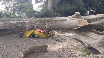 Pohon Raksasa Mengamuk di Lembang, 9 Mobil Remuk Redam