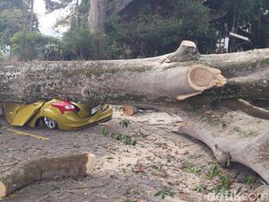 Pohon Raksasa Timpa Kendaraan Pengunjung Farm House Lembang Pohon Raksasa Timpa Kendaraan Pengunjung Farm House Lembang