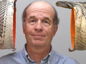 Mulut Piton Burma Bisa Lebar Banget, Bisa Telan Buaya 95 Kg