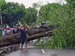 Sejumlah Rumah Rusak Tertimpa Pohon Saat Bondowoso Diterjang Angin Kencang