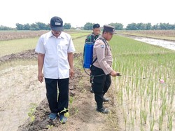 Brigadir Mustofa Bantu Petani Lewat Pupuk PSB, Tingkatkan Hasil Panen