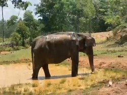 Gajah Terluka di PALI Diduga Korban Serangan Pejantan Dilanda Birahi