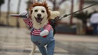 Gemasnya Anjing-anjing di Peru Ikut Lomba Kostum Halloween