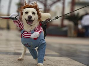 Gemasnya Anjing-anjing di Peru Ikut Lomba Kostum Halloween Gemasnya Anjing-anjing di Peru Ikut Lomba Kostum Halloween