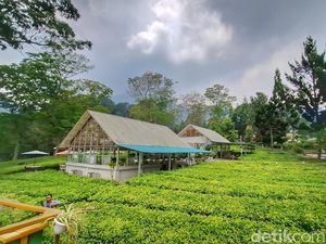 Sensasi Berbeda Menikmati Hijaunya Perkebunan Teh Gambung Sensasi Berbeda Menikmati Hijaunya Perkebunan Teh Gambung