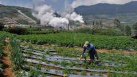 Penampakan PLTP Berdampingan dengan Kebun Wortel di Banjarnegara