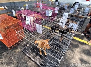Puluhan Anjing Diduga Mau Dijagal Diamankan Polisi, Begini Penampakannya Puluhan Anjing Diduga Mau Dijagal Diamankan Polisi, Begini Penampakannya