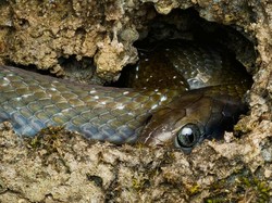 Ciri-ciri Lubang Ular dan Apa yang Harus Dilakukan Jika Menemukannya