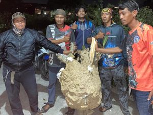 2 Sarang Tawon Vespa Dievakuasi dari Kuburan Klaten, Ada yang Ukuran Jumbo