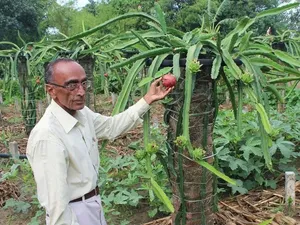Sarjana Jadi Petani Buah Naga hingga Asinan Sayur Betawi Terenak Sarjana Jadi Petani Buah Naga hingga Asinan Sayur Betawi Terenak