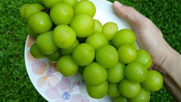 Anggur muscat