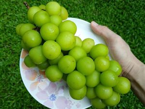 BPOM RI Bakal Investigasi Dugaan Adanya Residu Beracun di Anggur Muscat