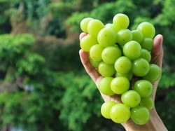 5 Fakta Anggur Shine Muscat, Anggur Premium Jepang yang Manis Segar