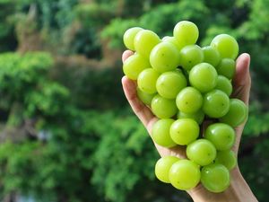 5 Fakta Anggur Shine Muscat, Anggur Premium Jepang yang Manis Segar 5 Fakta Anggur Shine Muscat, Anggur Premium Jepang yang Manis Segar