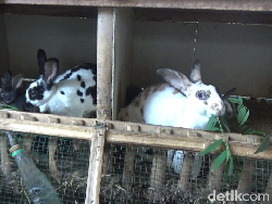 Tingkah Gemas Kelinci Hias Lumajang Bikin Pasutri Ini Cuan Jutaan Rupiah