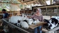 Raup Jutaan Rupiah dari Budidaya Kelinci Hias