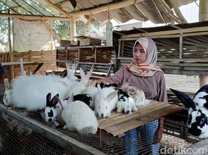Raup Jutaan Rupiah dari Budidaya Kelinci Hias Raup Jutaan Rupiah dari Budidaya Kelinci Hias
