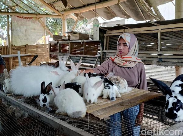 Raup Jutaan Rupiah dari Budidaya Kelinci Hias
