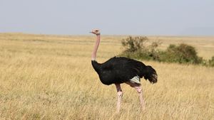 Deretan Hewan yang Sudah Eksis di Bumi Sebelum Manusia Ada