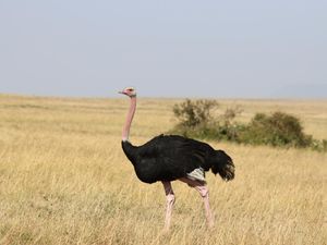Kenapa Burung Unta Tidak Bisa Terbang? Ternyata Ini Fungsi Sayapnya Kenapa Burung Unta Tidak Bisa Terbang? Ternyata Ini Fungsi Sayapnya