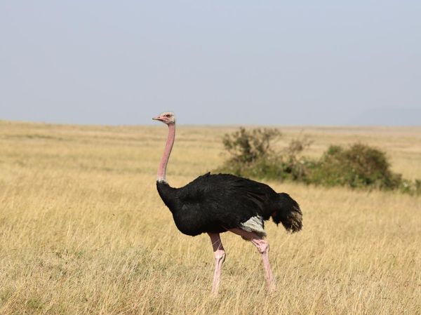 Deretan Hewan yang Sudah Eksis di Bumi Sebelum Manusia Ada