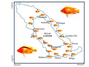 Populasi Ikan Invasif Red Devil Meledak di Danau Toba, Aslinya Berasal dari Nikaragua Populasi Ikan Invasif Red Devil Meledak di Danau Toba, Aslinya Berasal dari Nikaragua