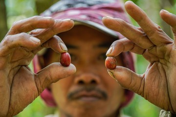 Memanen Kopi di Lereng Gunung Lemongan Lumajang