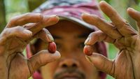Memanen Kopi di Lereng Gunung Lemongan Lumajang