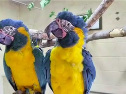 Burung Macaw Kabur dari Kebun Binatang, Nyasarnya Jauh Banget