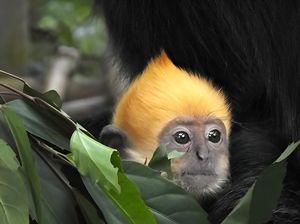 Hewan Terancam Punah Ini Bertahan Hidup dengan Minum Air Asin Hewan Terancam Punah Ini Bertahan Hidup dengan Minum Air Asin