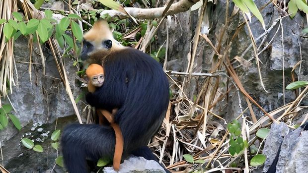 Lutung Cat Ba, Vietnam.