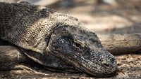 Mengamati Komodo Langsung dari Habitatnya