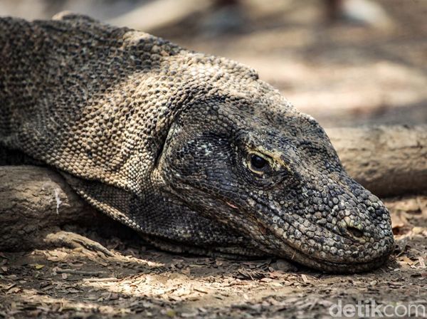 Mengamati Komodo Langsung dari Habitatnya