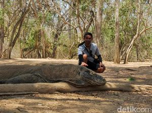 Pungutan Rp 10 Ribu Turis Masuk Pulau Komodo Dibatalkan Pungutan Rp 10 Ribu Turis Masuk Pulau Komodo Dibatalkan
