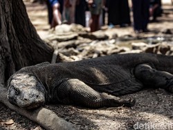 Jumlah Komodo Tersisa 3.319 Ekor, Perburuan Liar Jadi Ancaman
