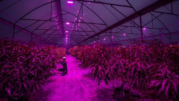 Petani Mangga di Indramayu Pakai Lampu Ultraviolet, Nyalainnya Pakai Hp